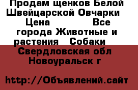 Продам щенков Белой Швейцарской Овчарки  › Цена ­ 20 000 - Все города Животные и растения » Собаки   . Свердловская обл.,Новоуральск г.